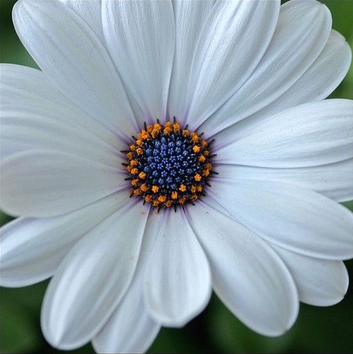 white daisy with purple center