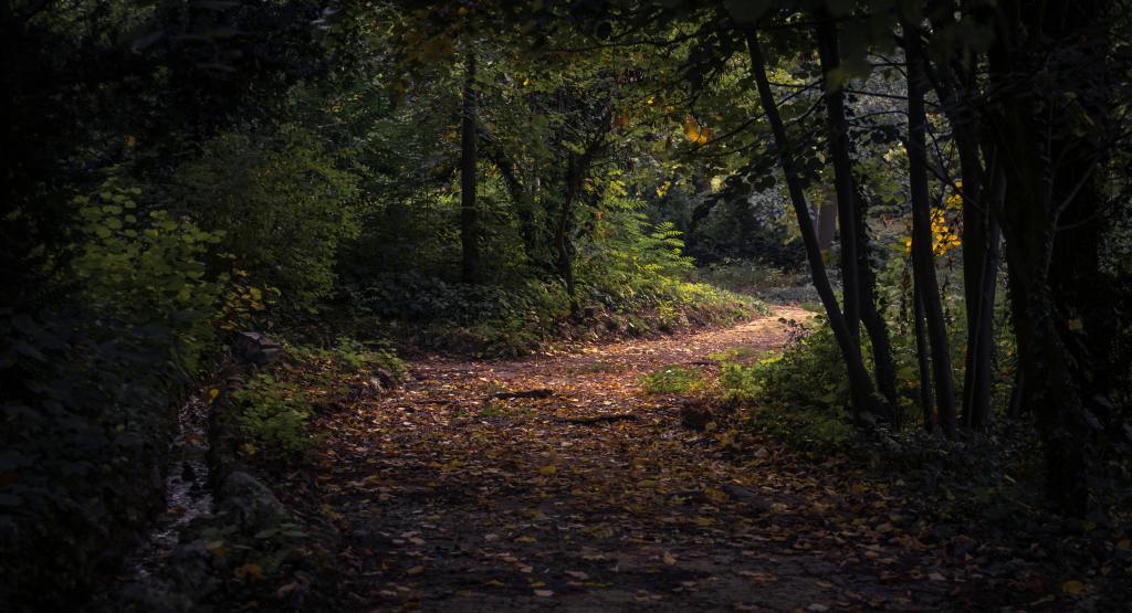 a windy path through a forest