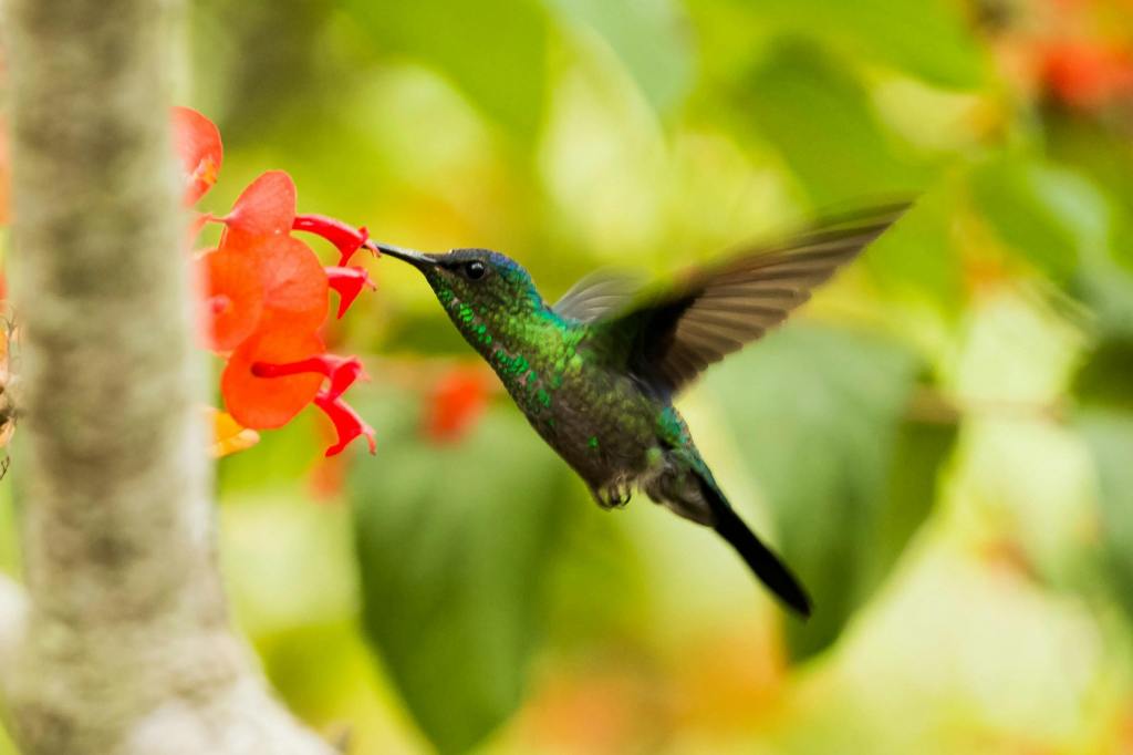 green & brown hummingbird sipping nectar from an orange flower