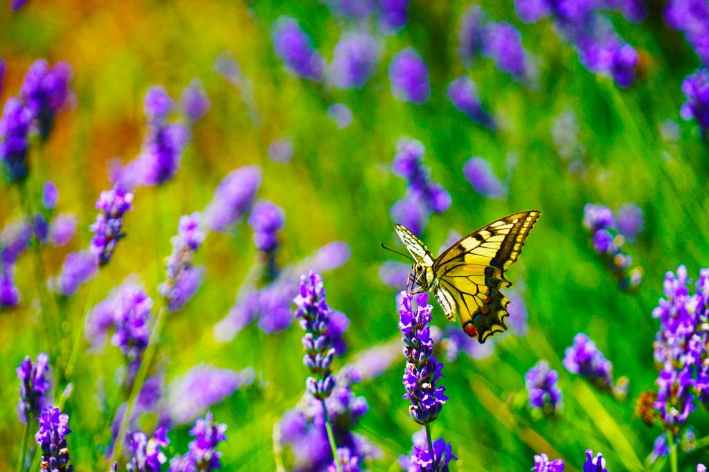 yellow butterfly landing on purple flowers