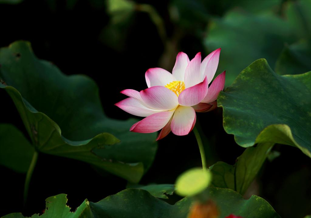 pink flower with purple tips on a green background