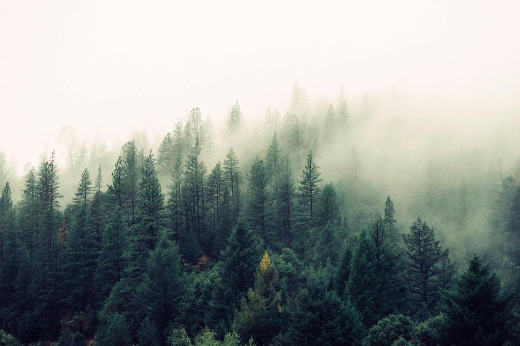 thick white mist blanketing a green forest