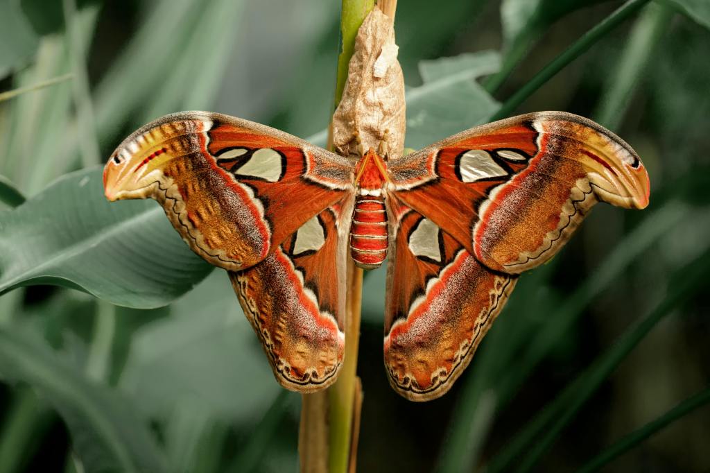 orange butterfly, wings spread, on a branch