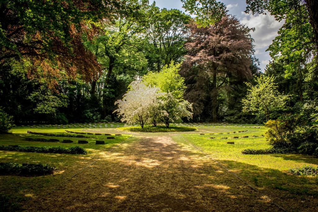 a meadow surrounded by trees