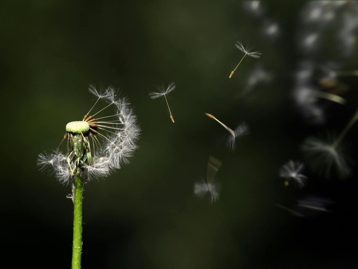 Wheel of Life