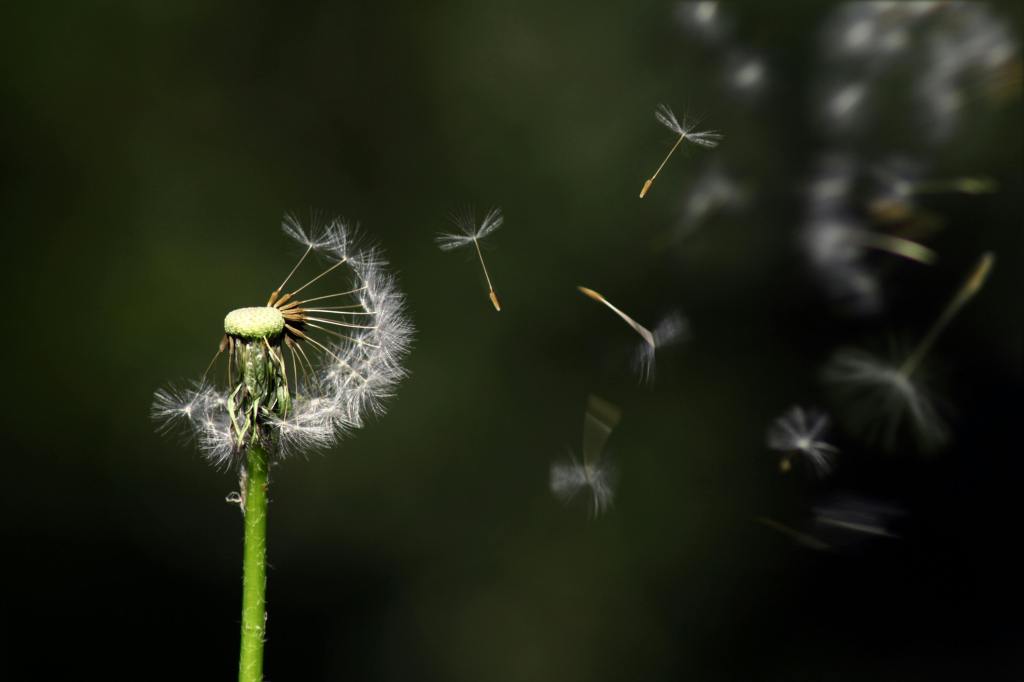 dandelion releasing seeds into the wind