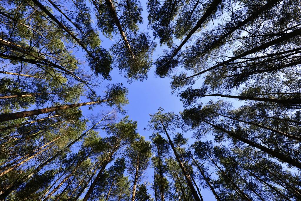 looking up at the blue sky through a ring of trees