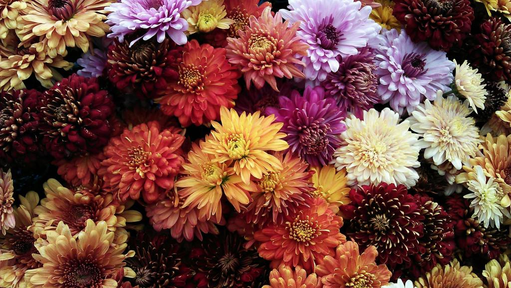 colorful mums
