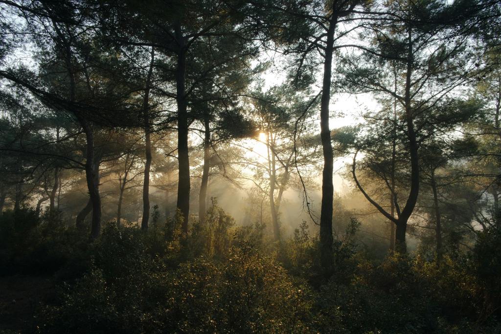 a fresh morning in the forest
