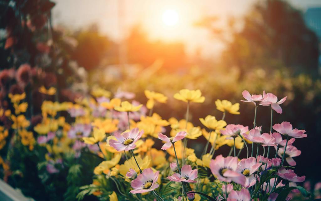 Flowers in the forefront with blurred nature including trees in background with diffused sunlight.